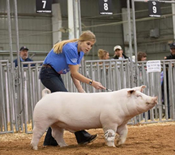 Rosenbaum Livestock Winners