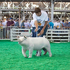 Rosenbaum Livestock Winners